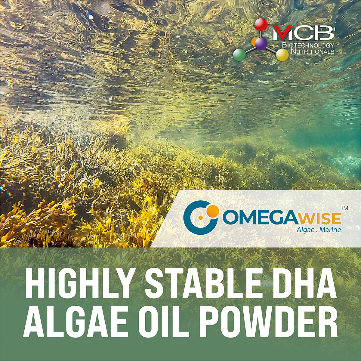 OMEGAWISE™ Omega-3 & DHA Algae Oil Powder
